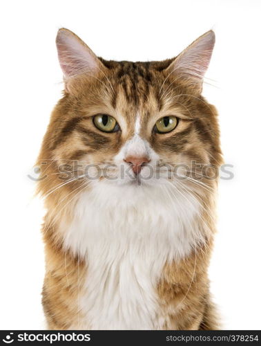 Kurilian Bobtail in front of white background