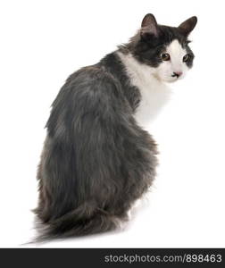 Kurilian Bobtail in front of white background