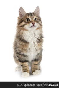 Kurilian Bobtail in front of white background