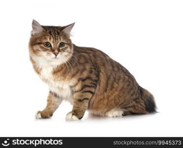 Kurilian Bobtail in front of white background