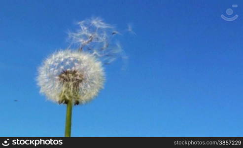 L?wenzahn/Pusteblume vor blauem Himmel