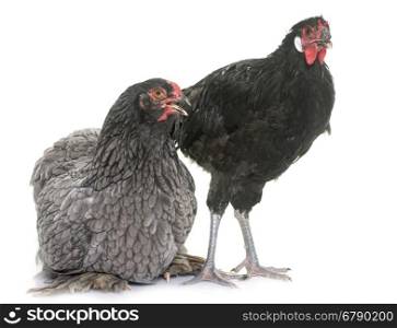 la Fleche and brahma chicken in front of white background