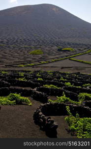 la geria wall grapes cultivation viticulture winery lanzarote spain vine screw crops