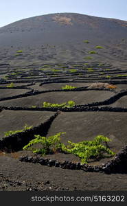 la geria wall grapes cultivation viticulture winery lanzarote spain vine screw crops