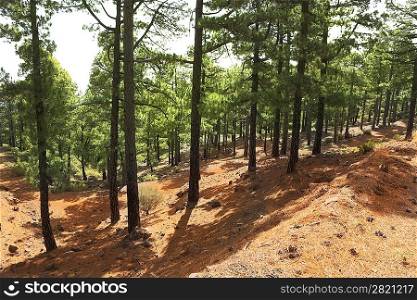 La Palma canary Pine forest in Canaries Islands