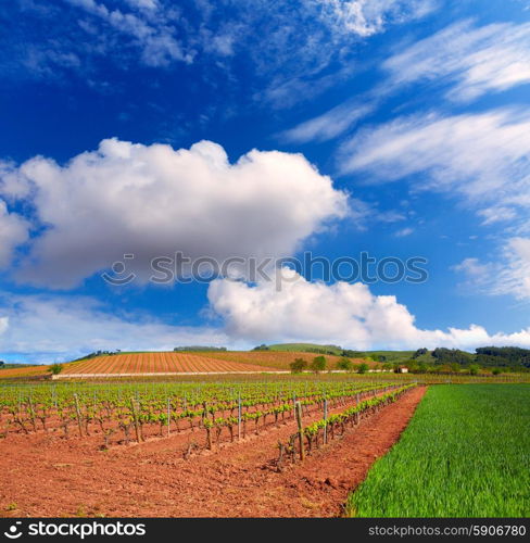 La Rioja vineyard fields by The Way of Saint James in Logrono