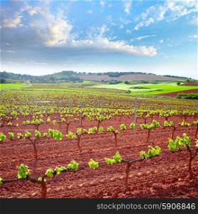 La Rioja vineyard fields by The Way of Saint James in Logrono
