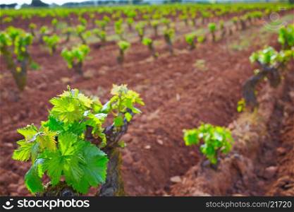 La Rioja vineyard fields in The Way of Saint James