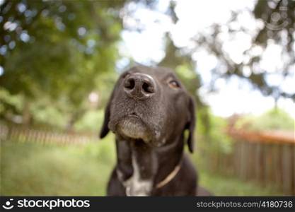 Lab and Pitt Bull Mix in Yard