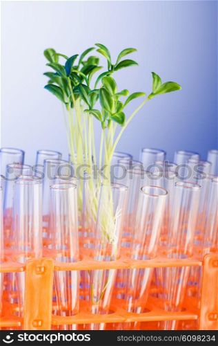Lab experiment with green seedlings