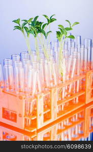 Lab experiment with green seedlings