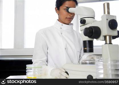 Lab Worker Looking Through Microscope
