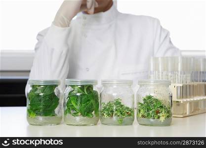 Lab Worker Studying Jars of Herbs