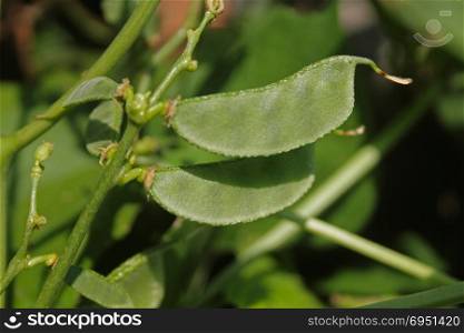 Lablab purpureus L., Pawata, Papilionaceae, Leguminosae, Papilionoideae, Fabaceae