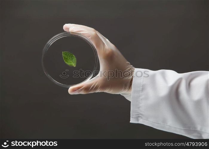 Laboratory test. Close up image of scientist hands holding testing tube