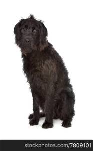 Labradoodle. Labradoodle in front of a white background