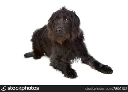 Labradoodle. Labradoodle in front of a white background