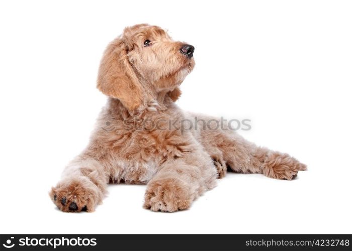 Labradoodle puppy. Labradoodle puppy in front of a white background