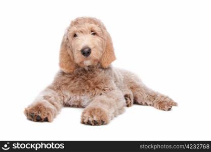 Labradoodle puppy. Labradoodle puppy in front of a white background