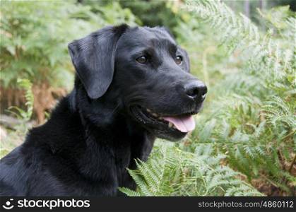 Labrador amoungst bracken