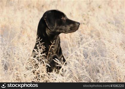 Labrador amoungst frost covered grass