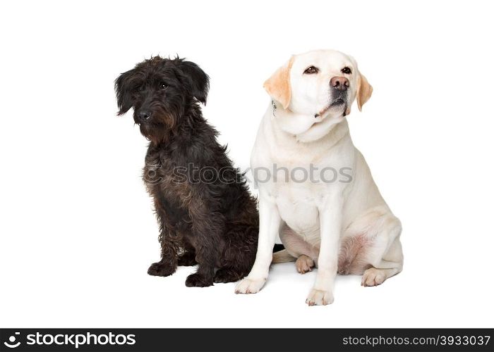 Labrador and a black fluffy dog. Labrador and a black fluffy dog sitting in front of a white background