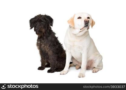 Labrador and a black fluffy dog. Labrador and a black fluffy dog sitting in front of a white background