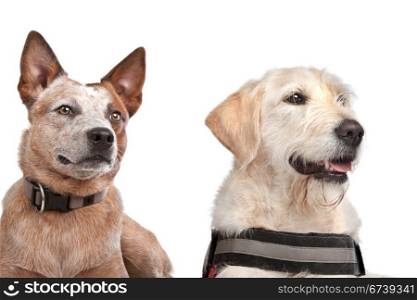 Labrador and Australian Cattle dog. Labrador and Australian Cattle dog in front of a white background