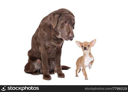 Labrador and Chihuahua in front of a white background