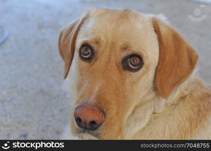 Labrador dog pet. Labrador Retriever dog aka simply Labrador or Lab