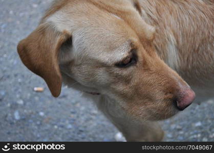 Labrador dog pet. Labrador Retriever dog aka simply Labrador or Lab