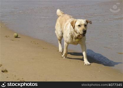 Labrador dogs walking along the beach.
