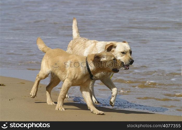 Labrador dogs walking along the beach.