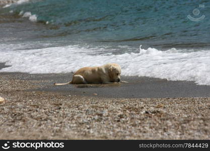 Labrador enjoys playing at the beach