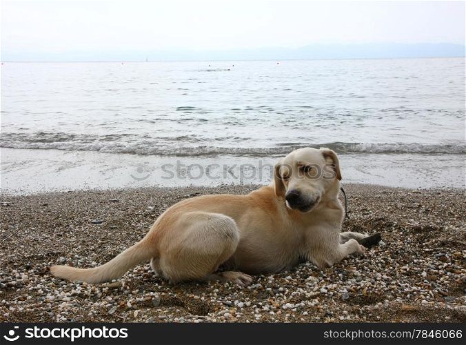 Labrador enjoys playing at the beach
