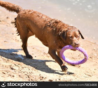 Labrador for a walk by the river summer day