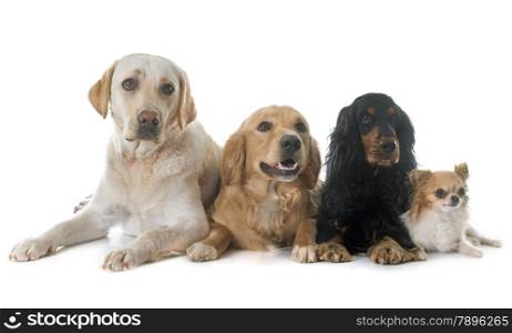 labrador, golden retriever, chihuahua and cocker spaniel in front of white background
