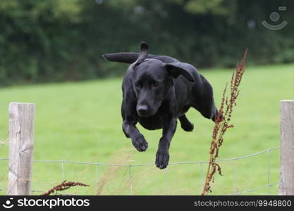 Labrador Jumping a fence