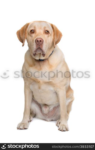 Labrador. Labrador sitting in front of a white background