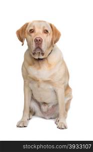 Labrador. Labrador sitting in front of a white background