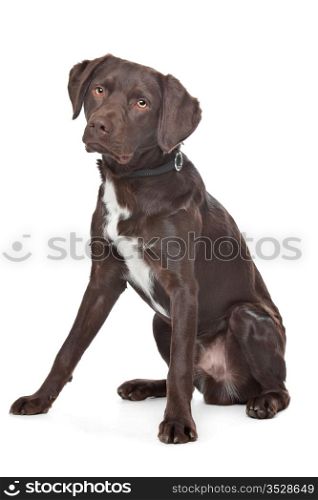Labrador,Munsterlander. Mixed breed dog. Labrador,Munsterlander