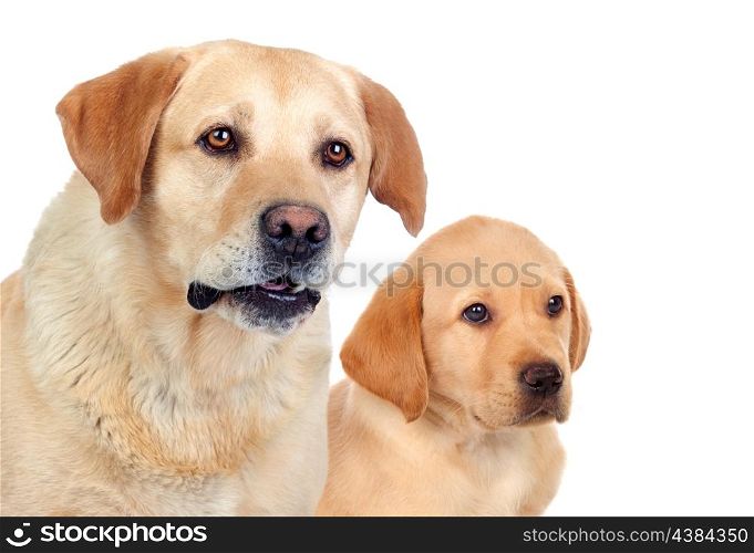 Labrador puppy with his mother isolated on white background
