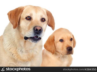 Labrador puppy with his mother isolated on white background