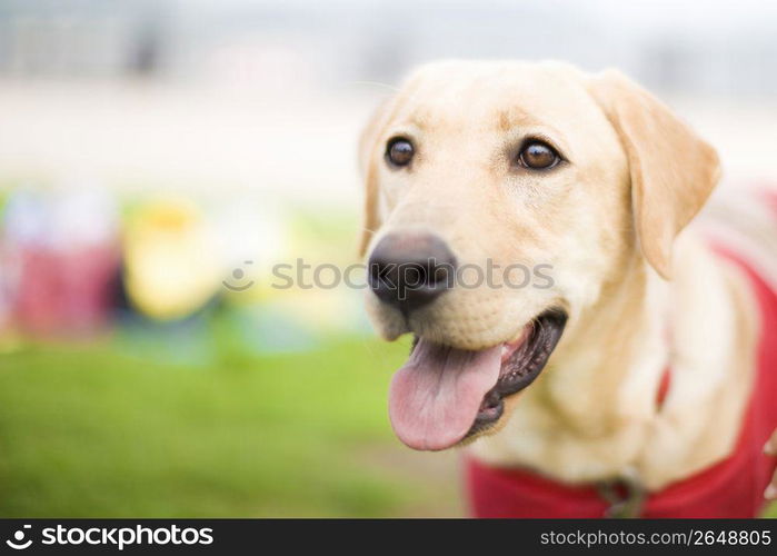 Labrador Retriever