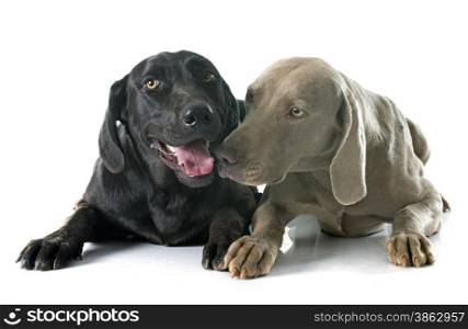 labrador retriever and weimaraner in front of white background