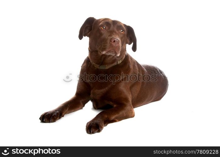Labrador retriever dog. Chocolate labrador retriever dog lying and looking away, isolated on a white background.