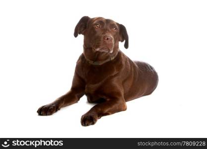 Labrador retriever dog. Chocolate labrador retriever dog lying and looking away, isolated on a white background.