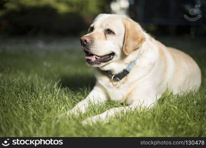 Labrador Retriever dog . Labrador Retriever