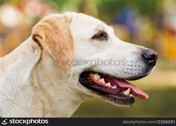 Labrador Retriever dog stick its tongue out