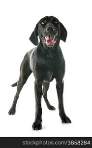 labrador retriever in front of white background
